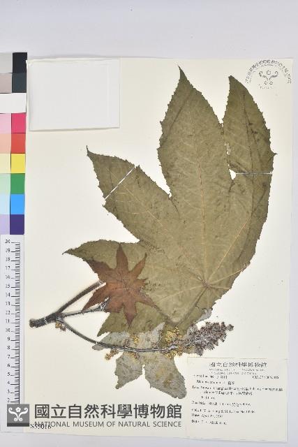 蓖麻藏品圖，第4張