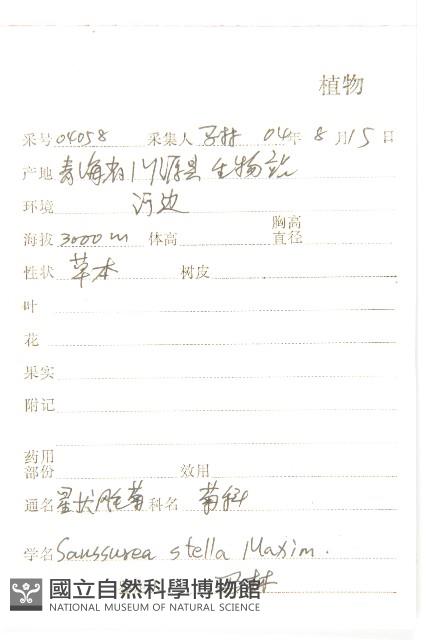 星狀風毛菊藏品圖，第2張