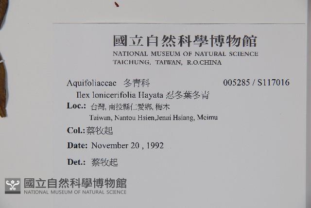 忍冬葉冬青藏品圖，第2張