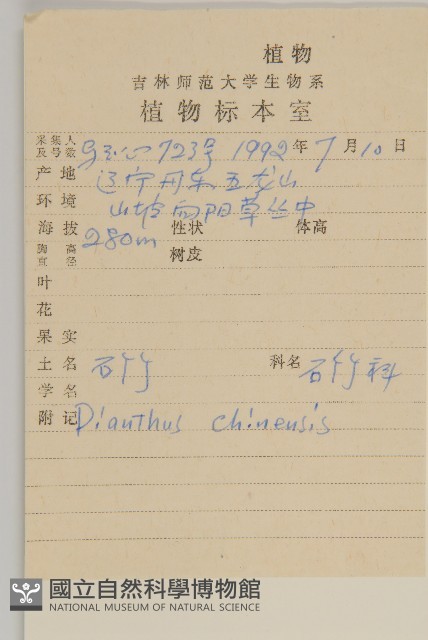 石竹、洛陽花、剪絨花藏品圖，第2張