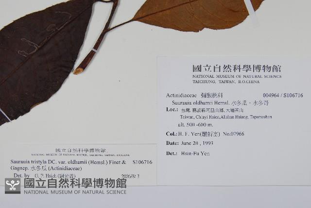 水冬瓜藏品圖，第2張