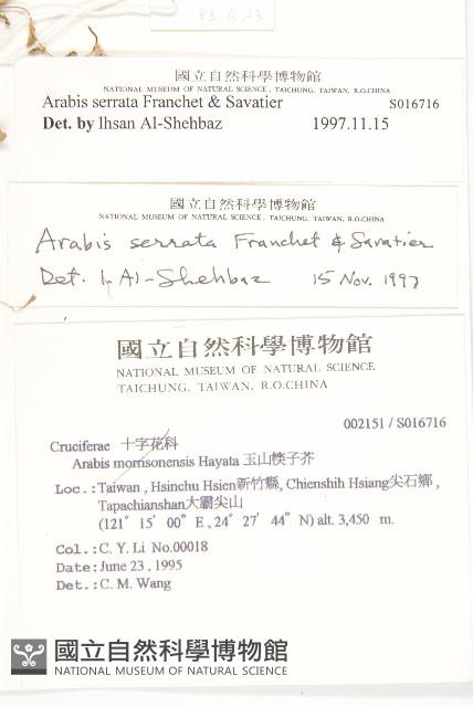 齒葉南芥、齒葉筷子芥藏品圖，第2張