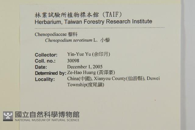 小葉藜藏品圖，第2張