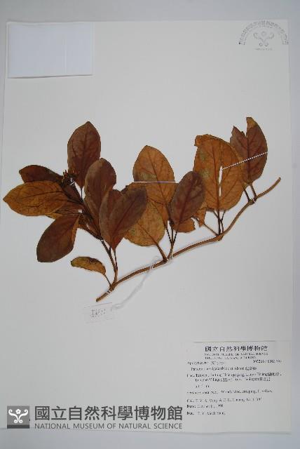 爬森藤藏品圖，第1張