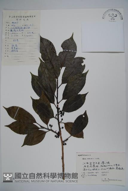 鐵冬青藏品圖，第1張