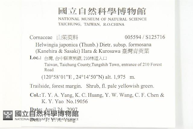 臺灣青莢葉藏品圖，第2張