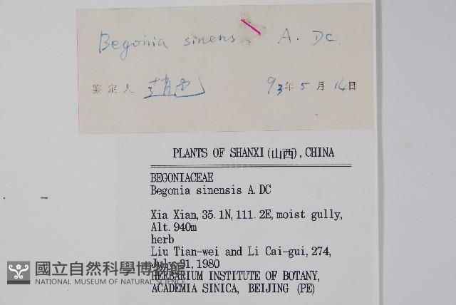 中華秋海棠藏品圖，第2張