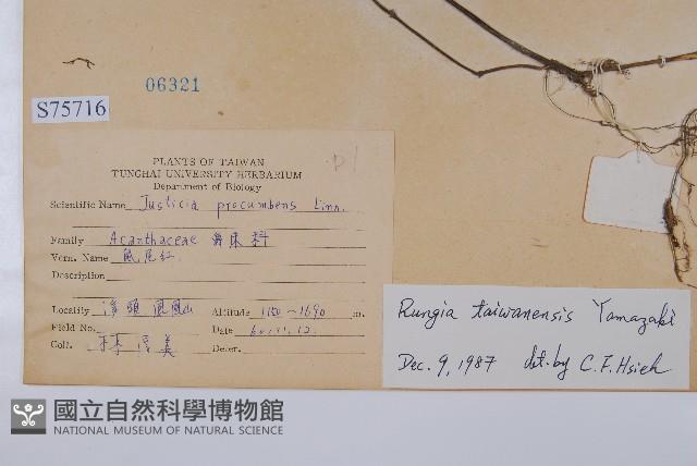 臺灣明萼草藏品圖，第2張