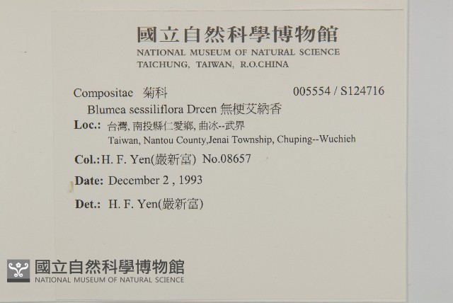 無梗艾納香藏品圖，第2張
