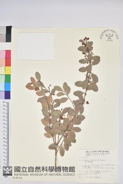 凹葉越橘藏品圖，第1張