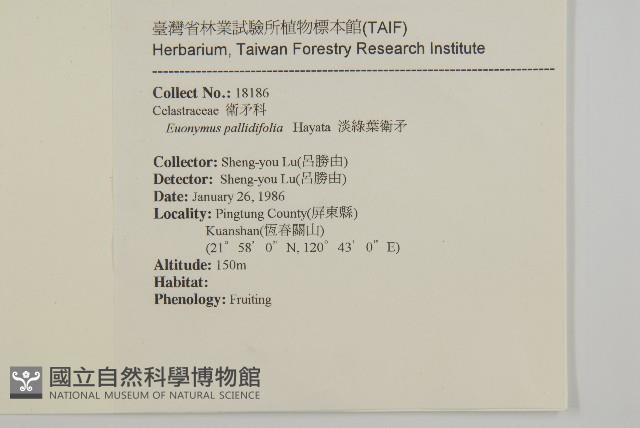 淡綠葉衛矛藏品圖，第2張