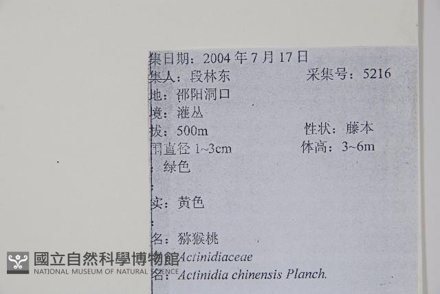 獼猴桃、奇異果藏品圖，第2張