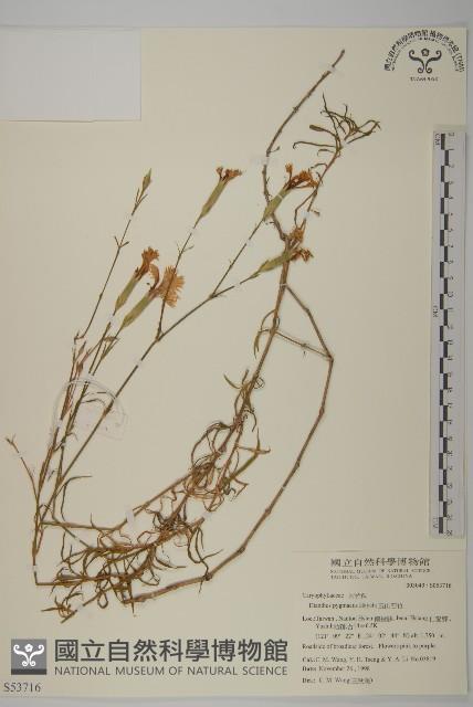 玉山石竹藏品圖，第1張