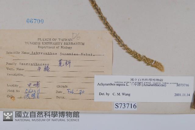 土牛膝藏品圖，第2張