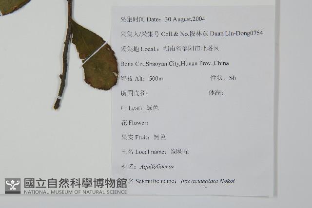 鼠李冬青、滿樹星藏品圖，第2張