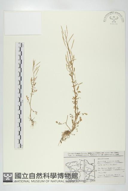 焊菜藏品圖，第1張