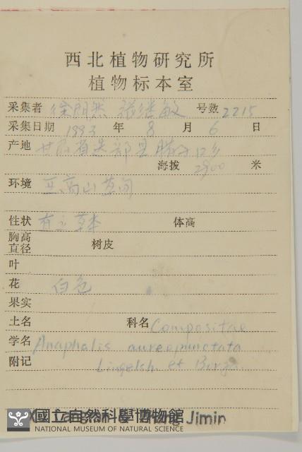 黃腺香青藏品圖，第2張