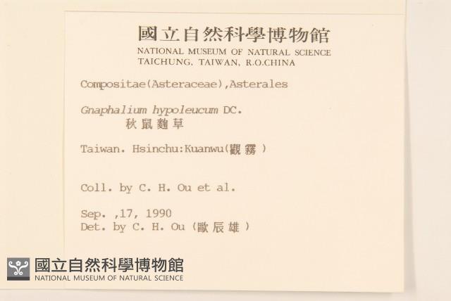 秋鼠麴草藏品圖，第2張