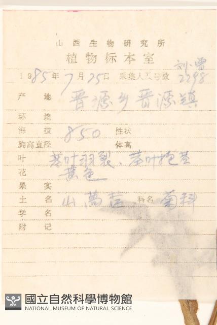 苦滇菜、苦菜藏品圖，第2張