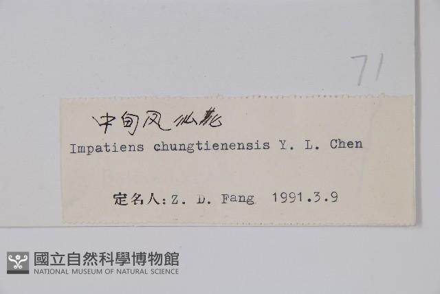 中甸鳳仙花藏品圖，第2張