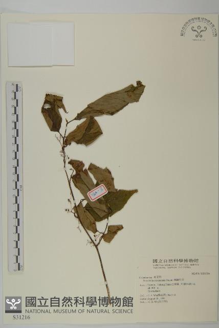 佩羅特木藏品圖，第1張