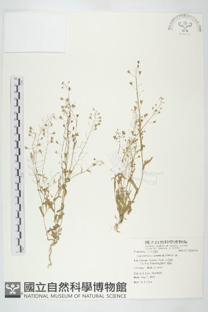 薺藏品圖，第1張