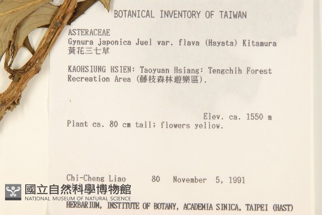 黃花三七草藏品圖，第2張