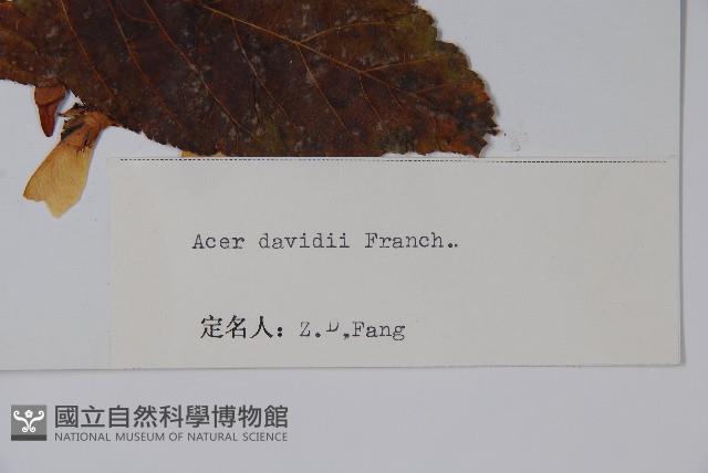 青榨槭藏品圖，第2張