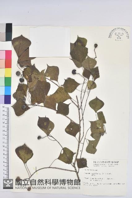 烏臼藏品圖，第1張