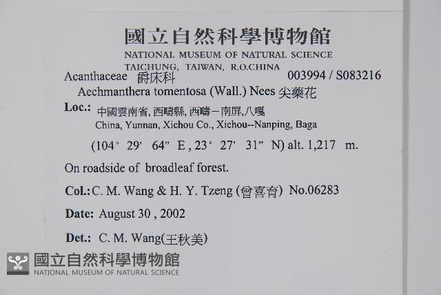 尖藥花藏品圖，第2張