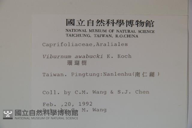 珊瑚樹藏品圖，第2張