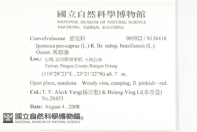 馬鞍藤藏品圖，第2張