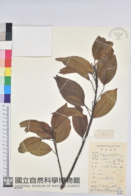 白臼藏品圖，第1張