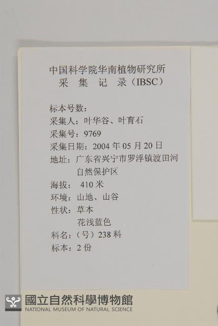 霍香薊藏品圖，第2張