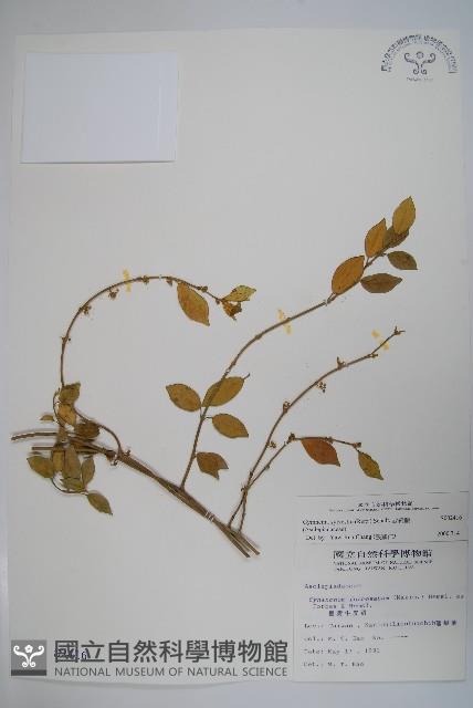 武靴藤藏品圖，第1張