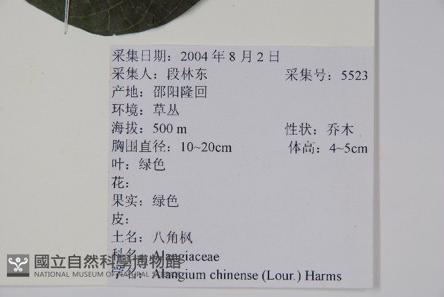 八角楓藏品圖，第2張