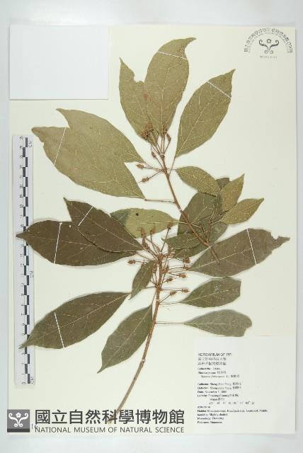 猴歡喜藏品圖，第1張