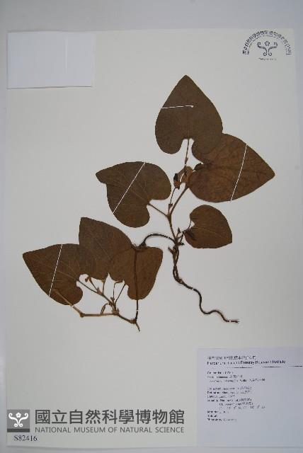 大葉馬兜鈴藏品圖，第1張