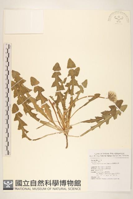 臺灣蒲公英藏品圖，第1張