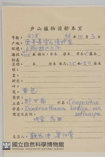 油菊、野菊藏品圖，第2張