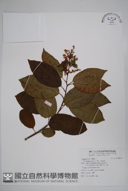 厚殼樹藏品圖，第1張