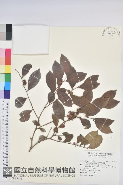 細葉饅頭果藏品圖，第1張