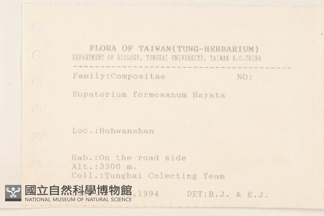 臺灣澤蘭藏品圖，第2張