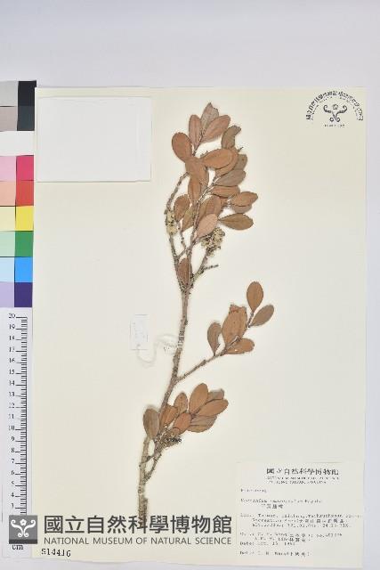 凹葉越橘藏品圖，第1張