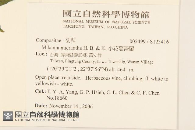 小花蔓澤蘭藏品圖，第2張