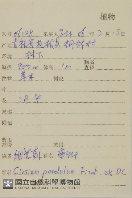 煙管草藏品圖，第2張