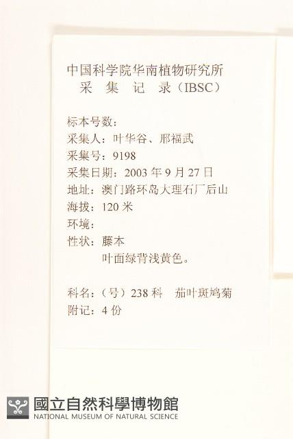 茄葉斑鳩菊藏品圖，第2張