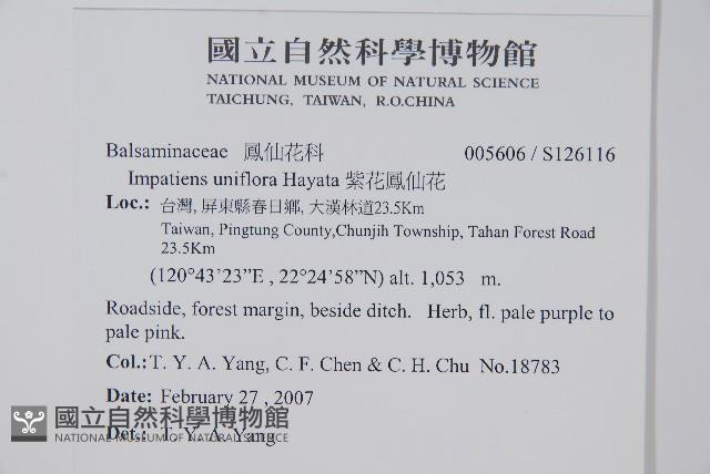 紫花鳳仙花藏品圖，第2張