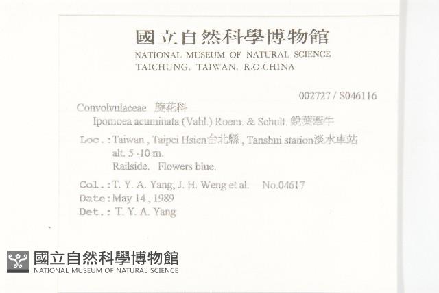 銳葉牽牛藏品圖，第2張