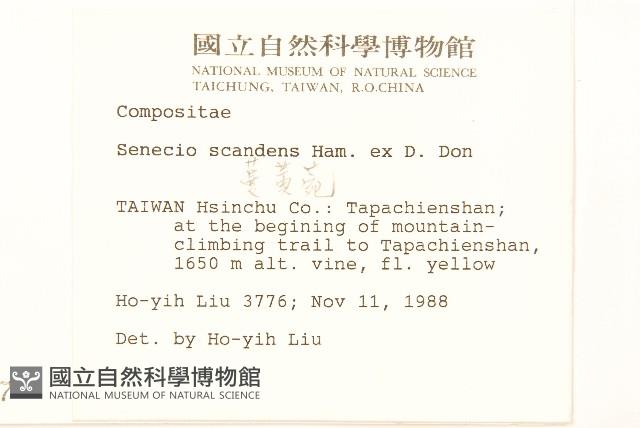 蔓黃菀藏品圖，第2張